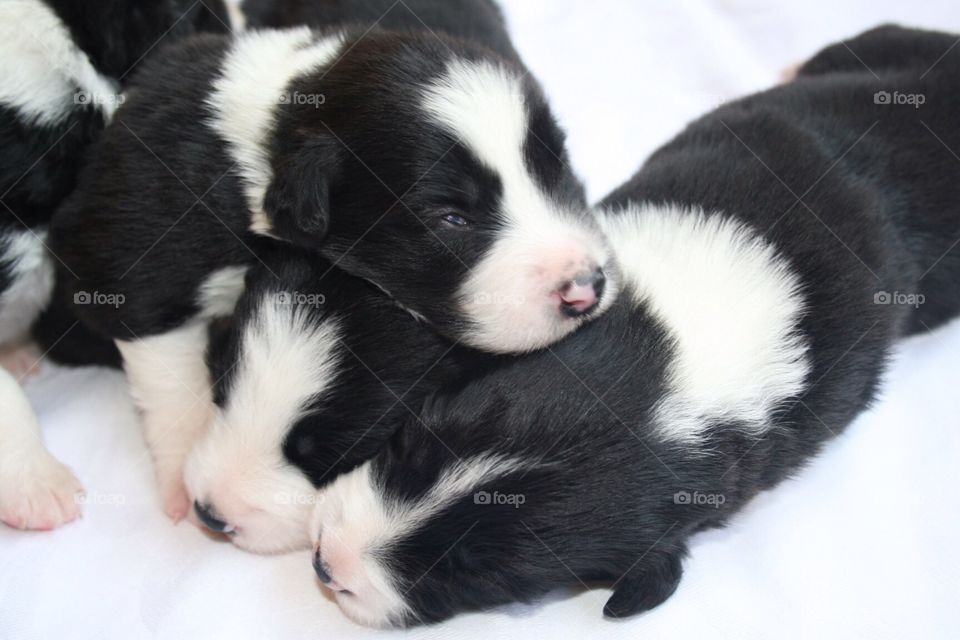 Collie puppies