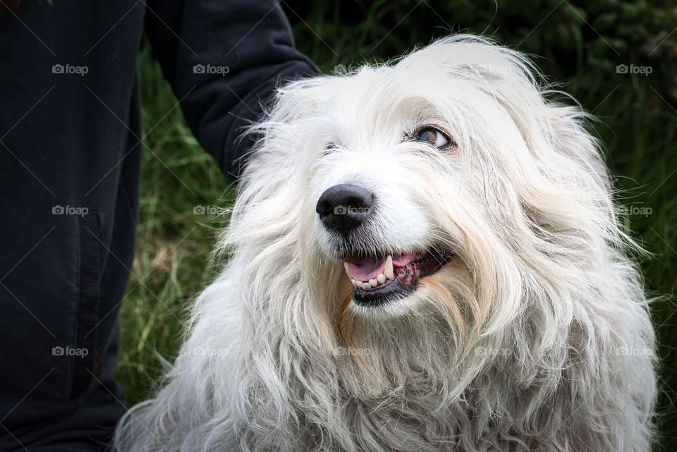 White dog portrait