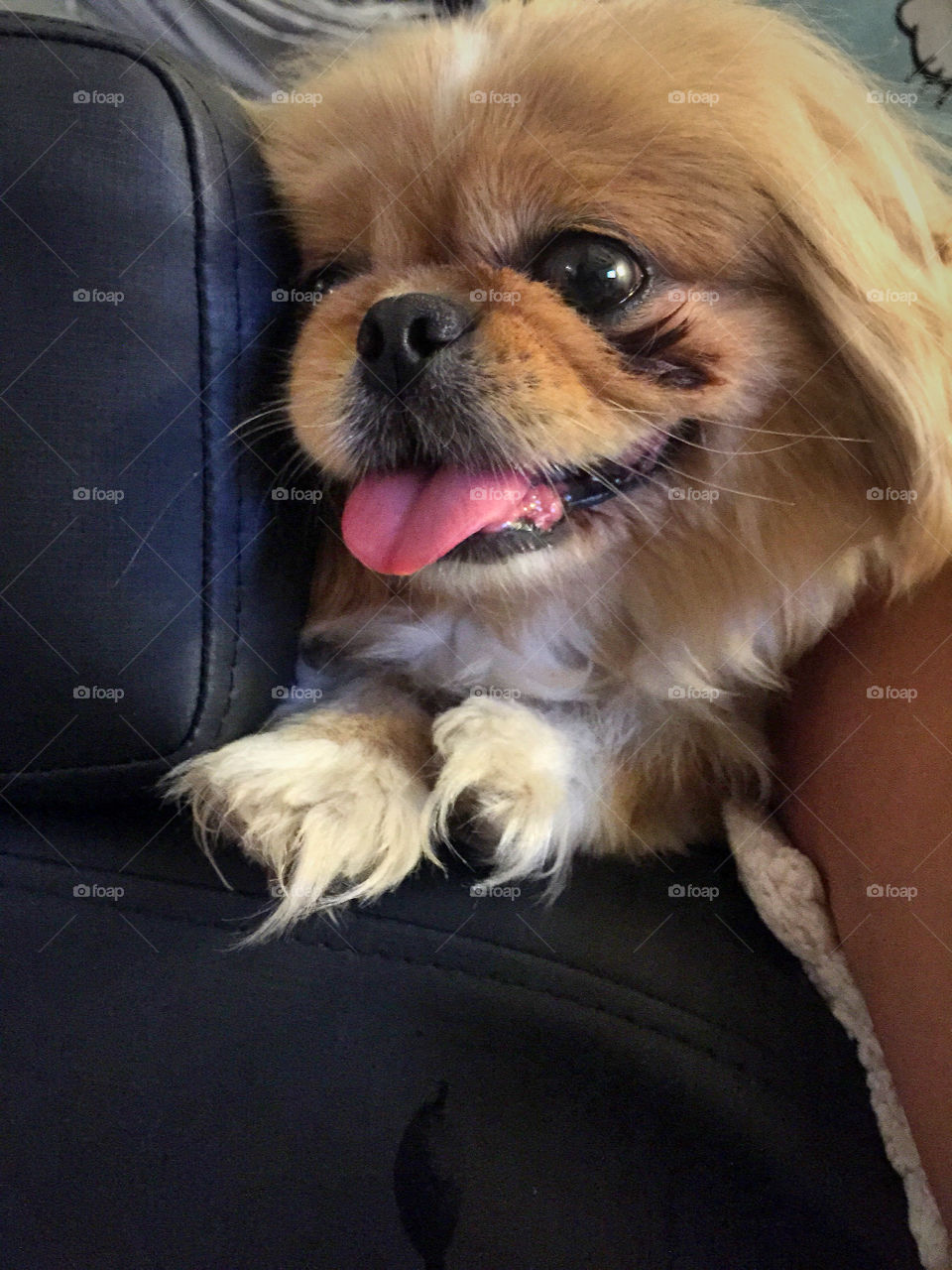 Pekingese smile's are the cutest