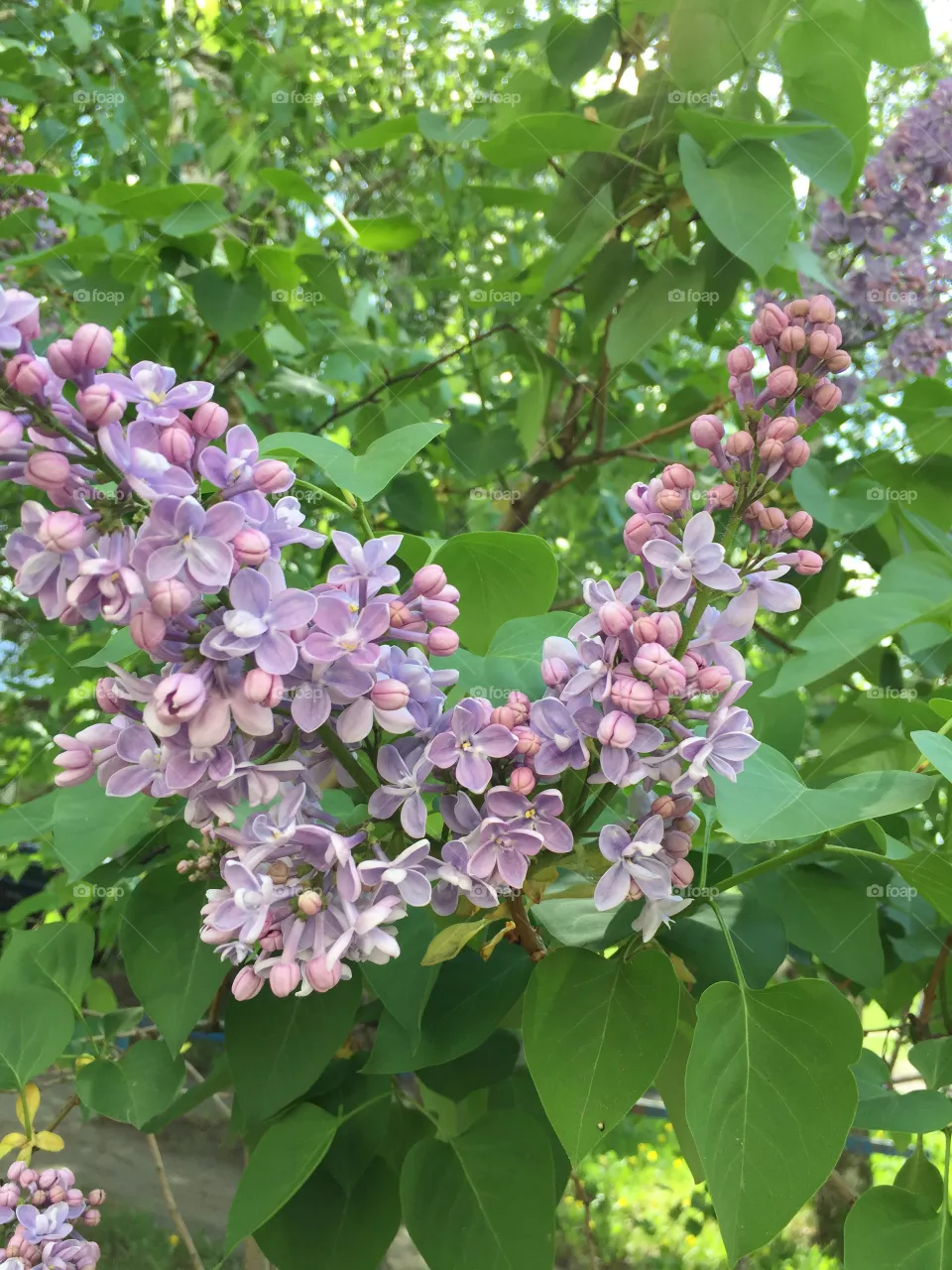 Lilac