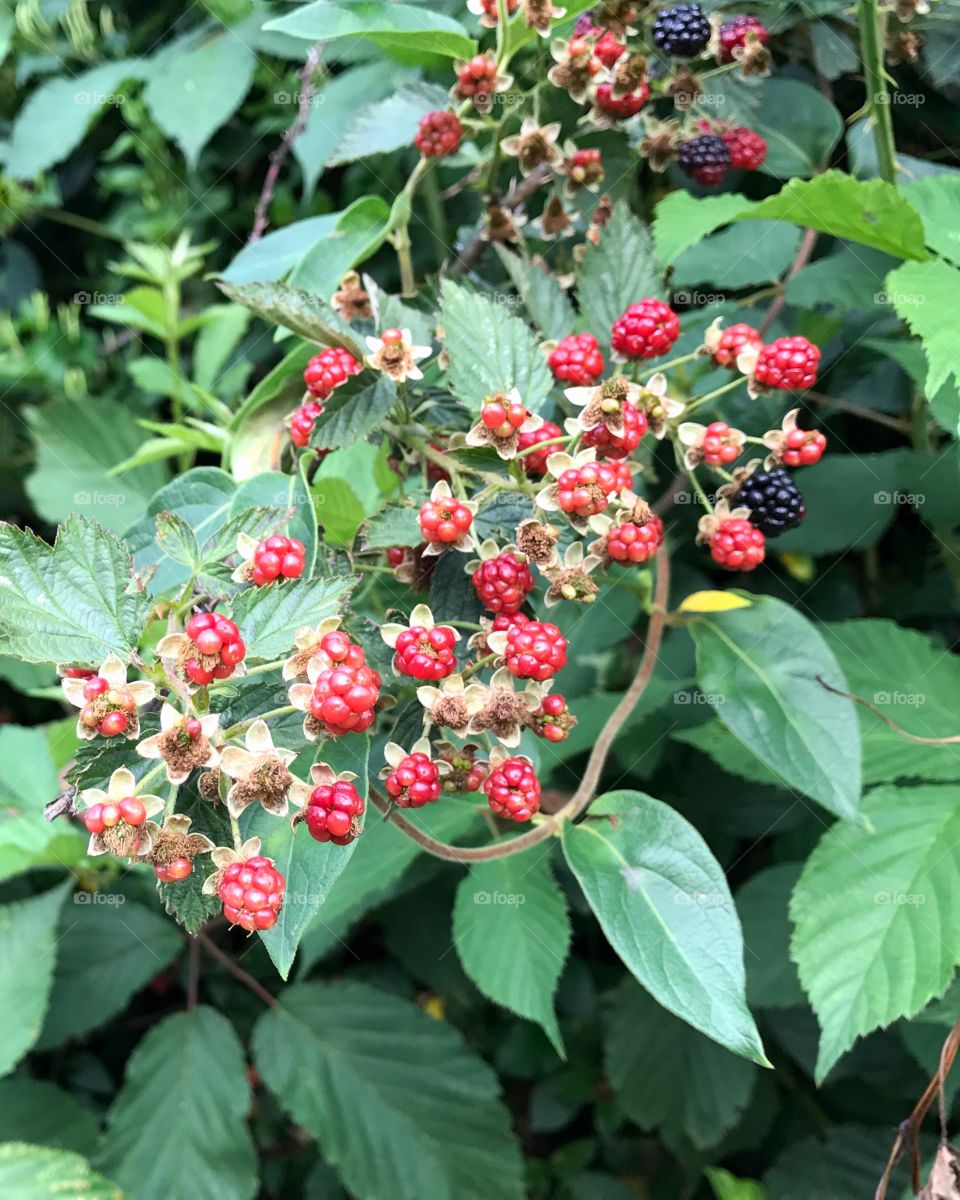 Wild berries growing at outdoors