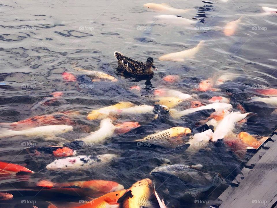 The pond ripples gently as koi and goldfish glide leisurely. A duck plays freely.