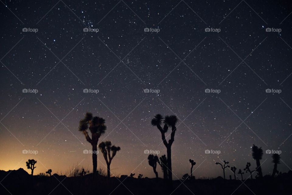 Joshua trees against stars at night