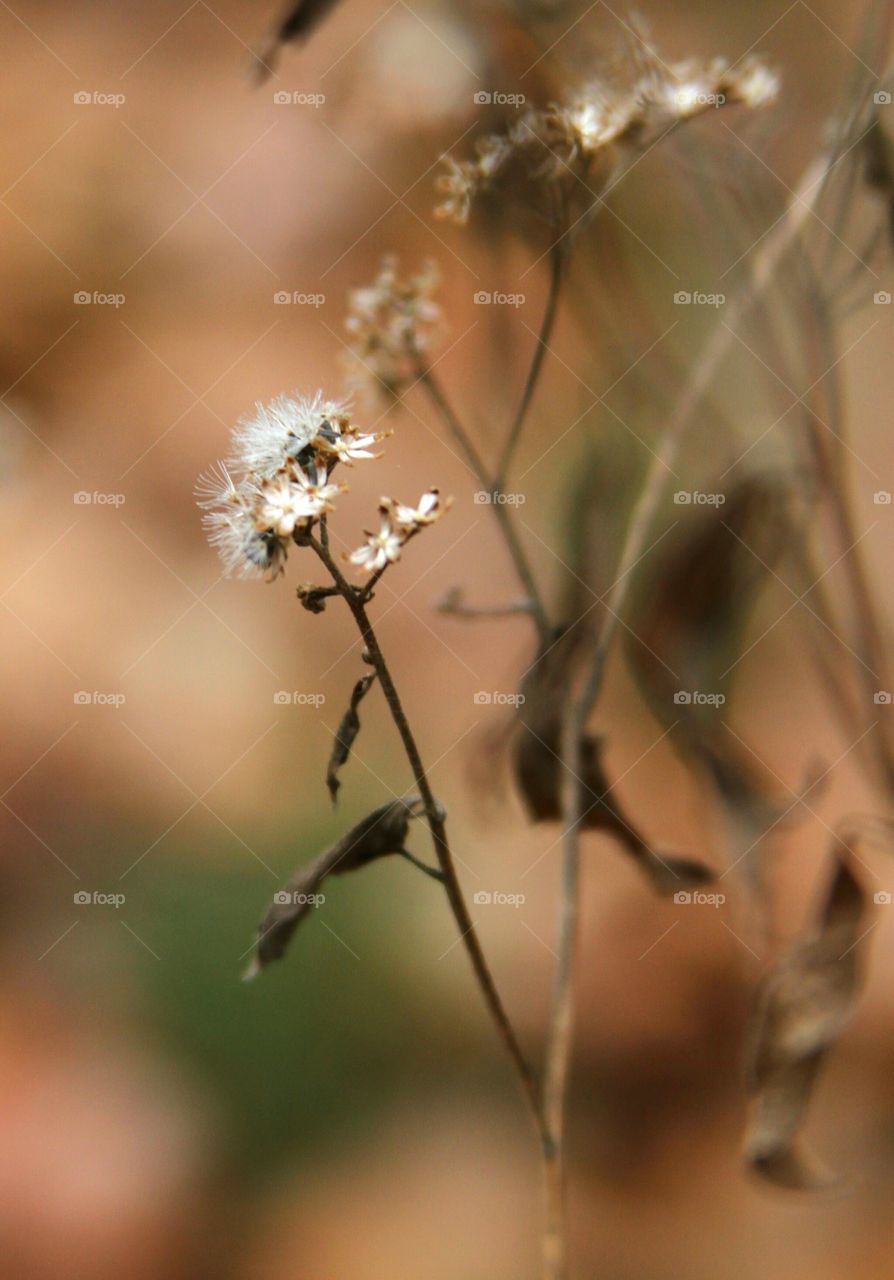 weeds dried out, seeds spent, in the winter.