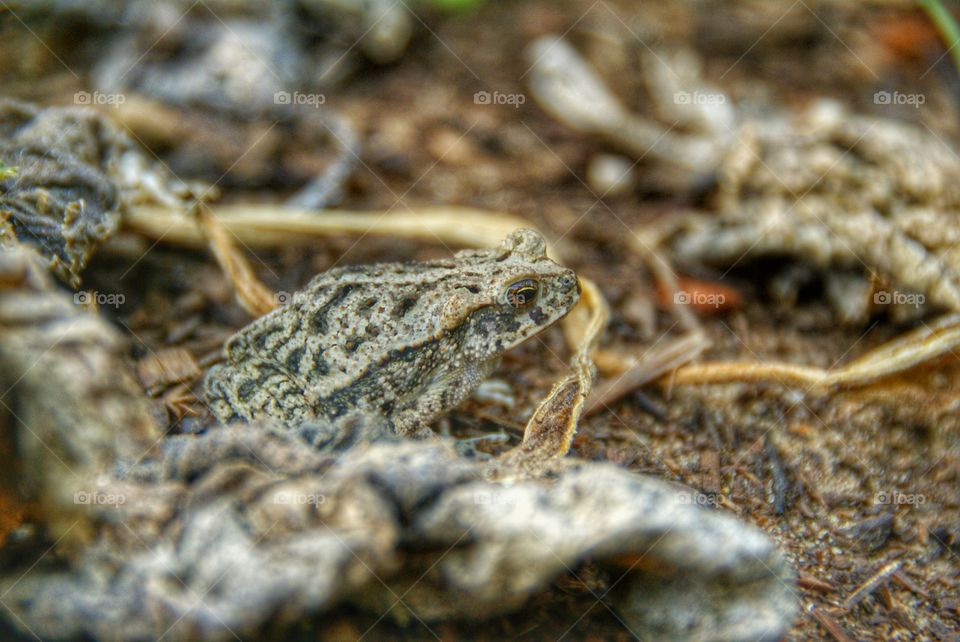 Close-up of frog