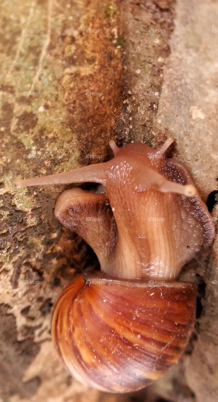 rice field snails