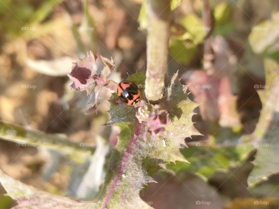 Ladybug