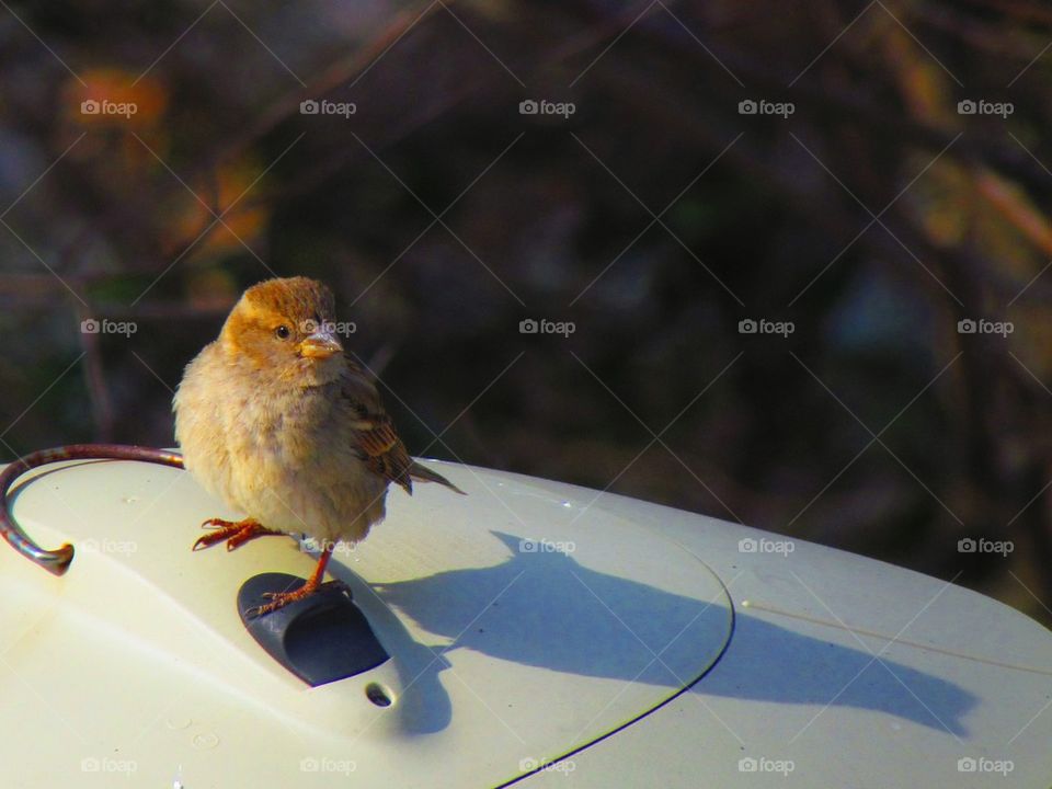 Put a little bird in the sun