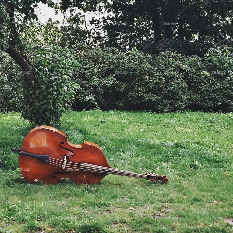 Melody of nature