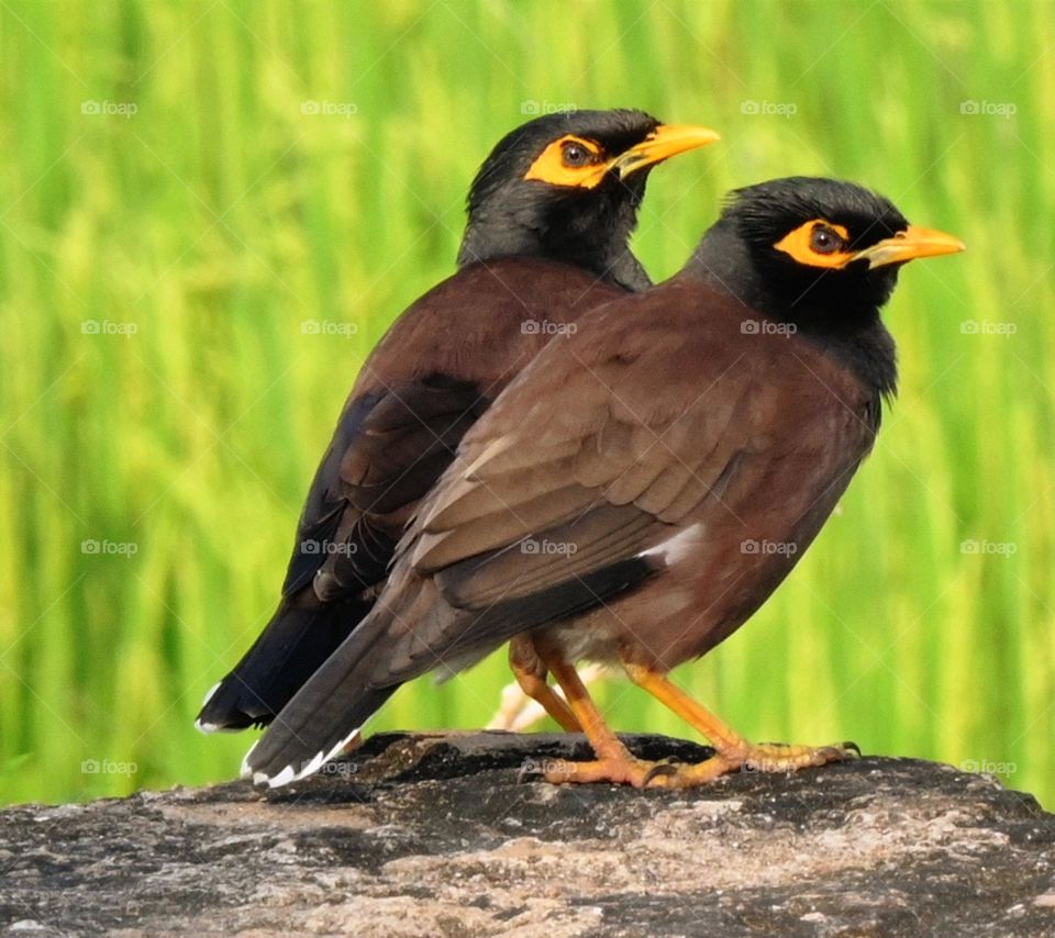 common myna