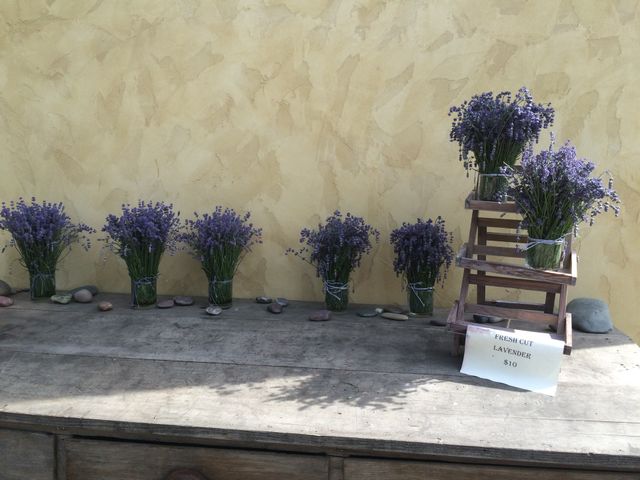 Lavender 