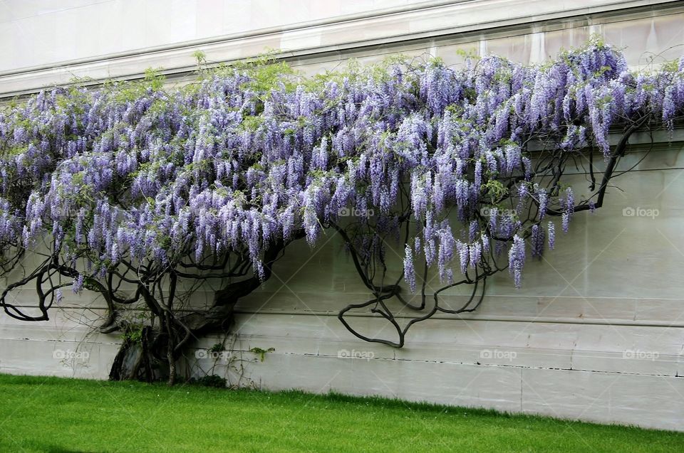 Spreading out. Wisteria overtaking a wall - people enjoying spring