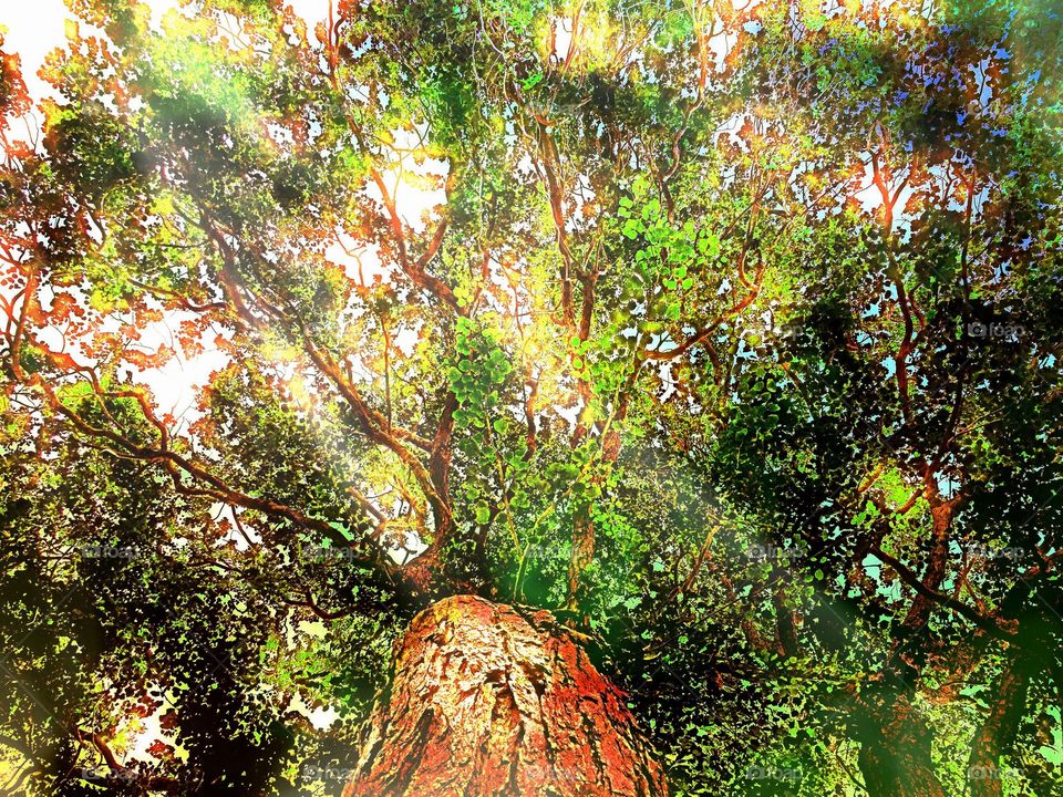 Sun rays through the trees. Sun rays through the tree canopy.