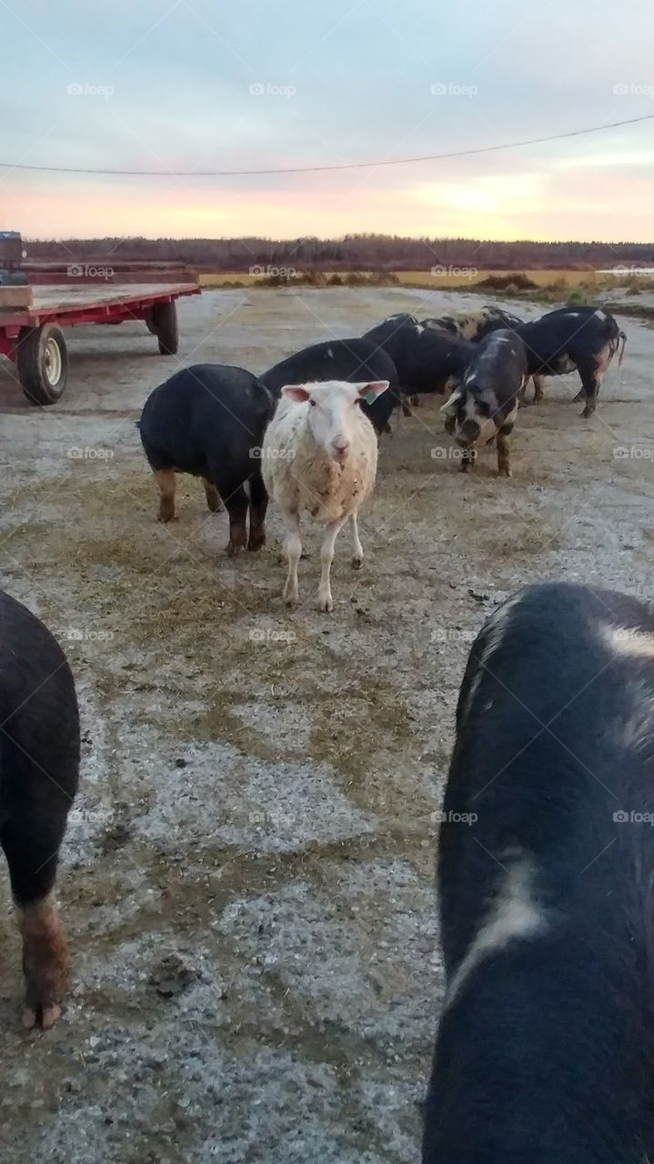 Bunch of pigs,  and one sheep.