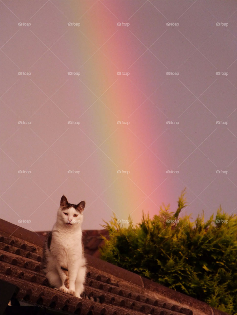 Cat in front of rainbow