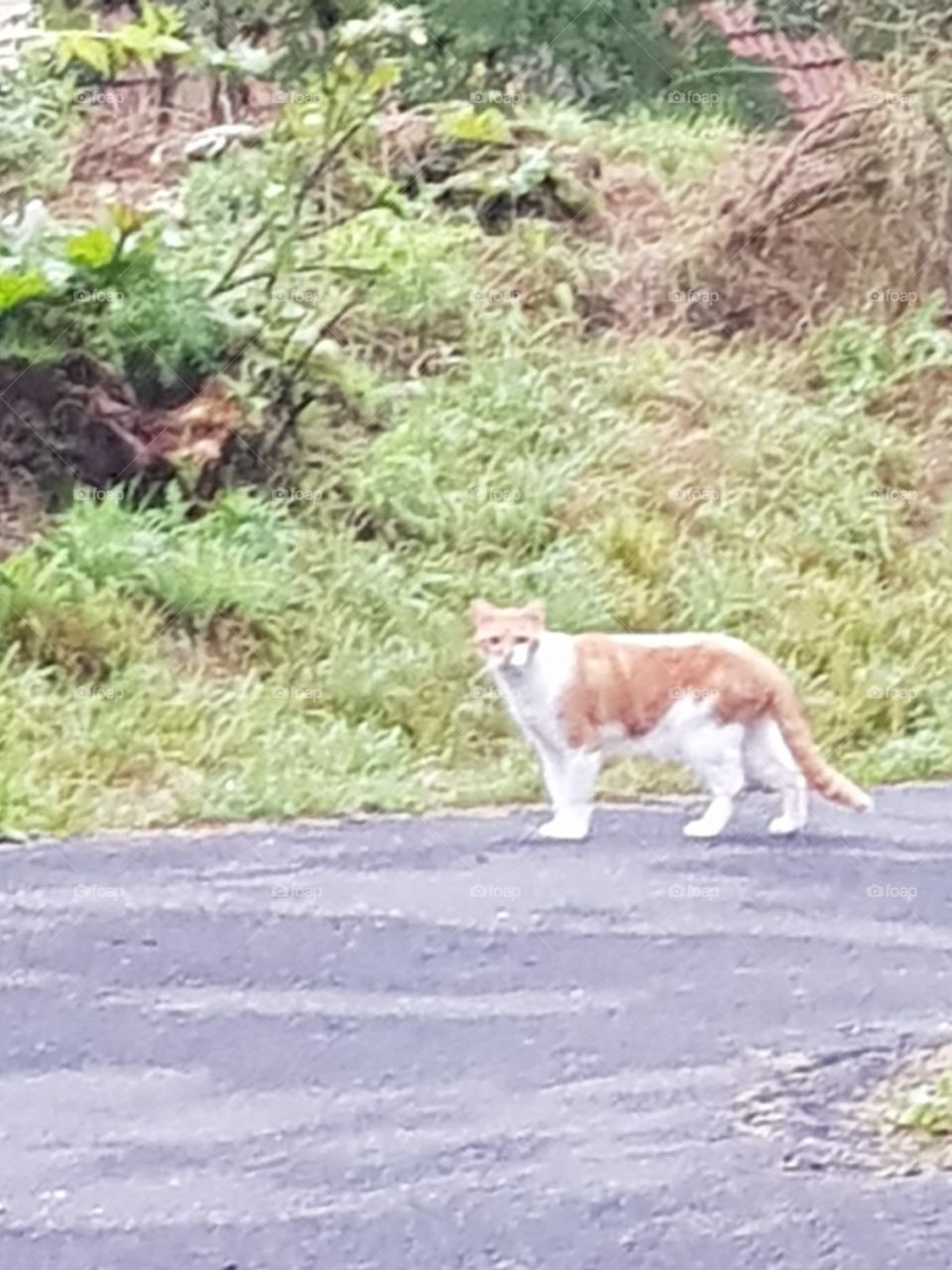 a cat is looking at the lens