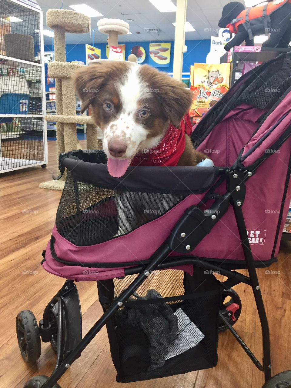 Cute Australian shepherd puppy sitting in a pet stroller at a pet store