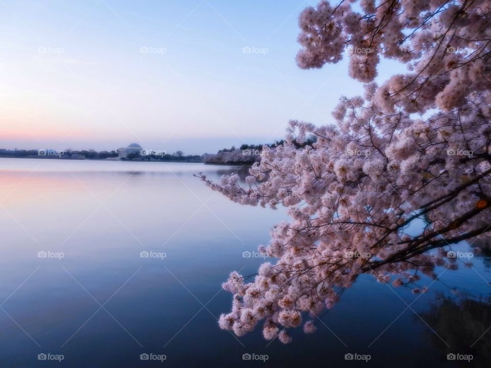 Cherry blossoms 2014 10