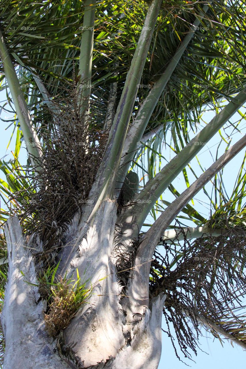 View of a palm tree from below