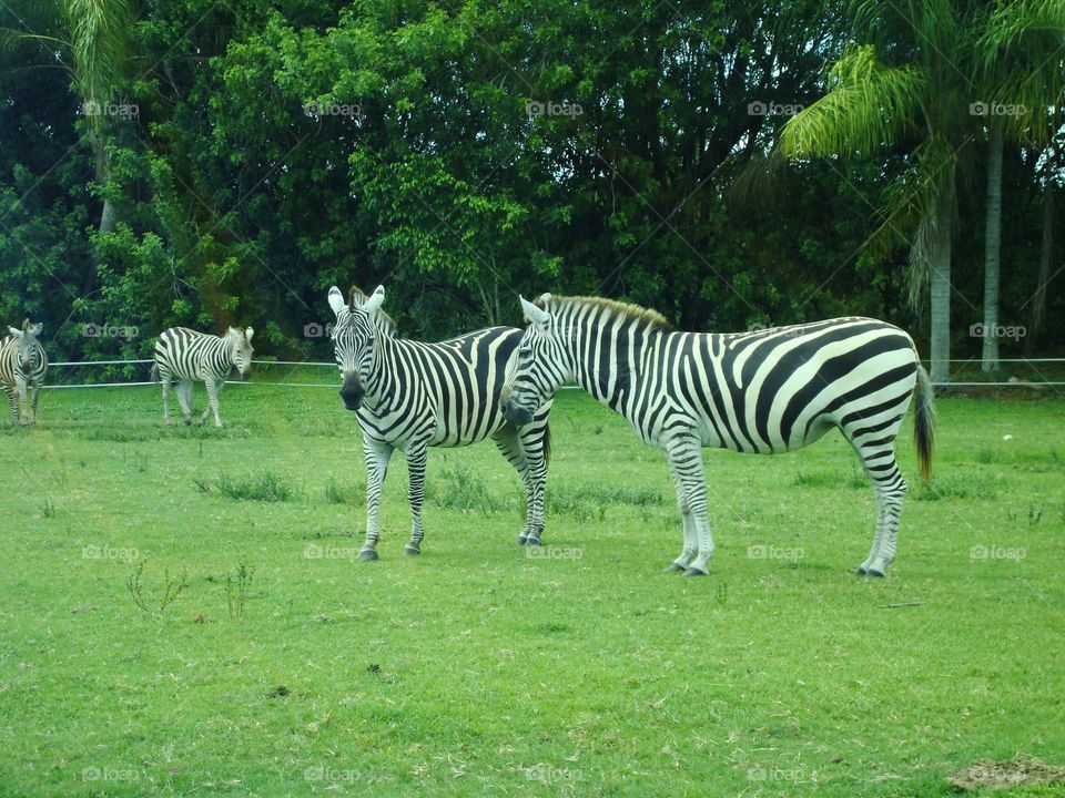 zebra