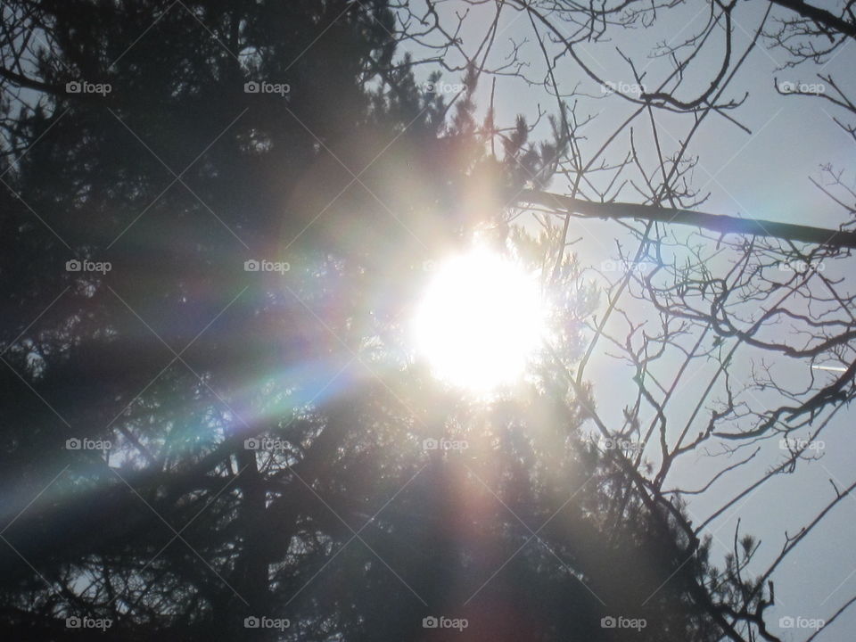 Sunrays In The Forest