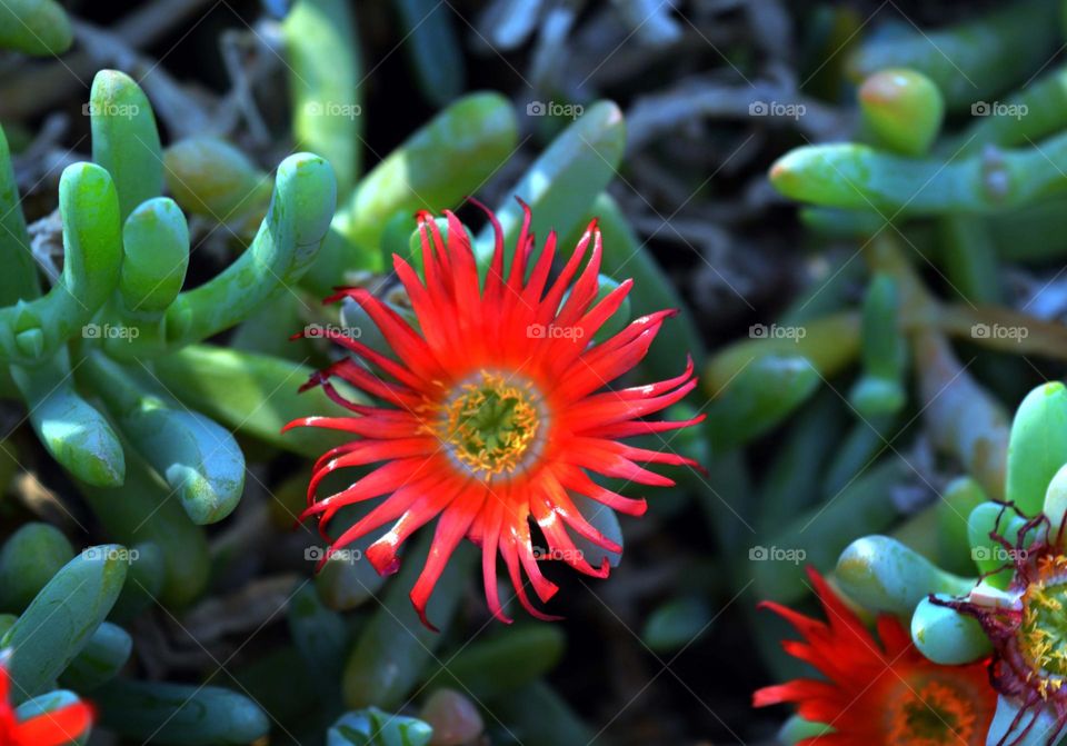 summer mini red flowers Kuwait green island.