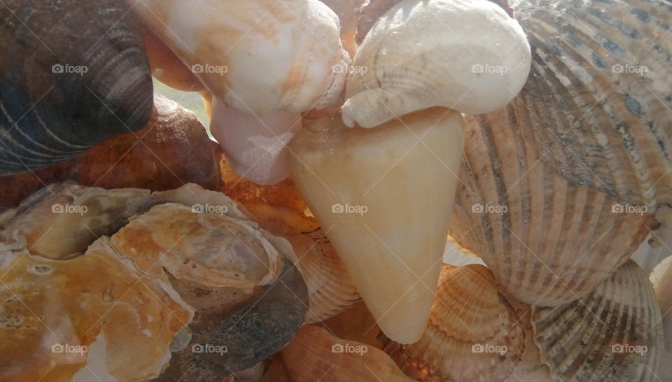 seashells