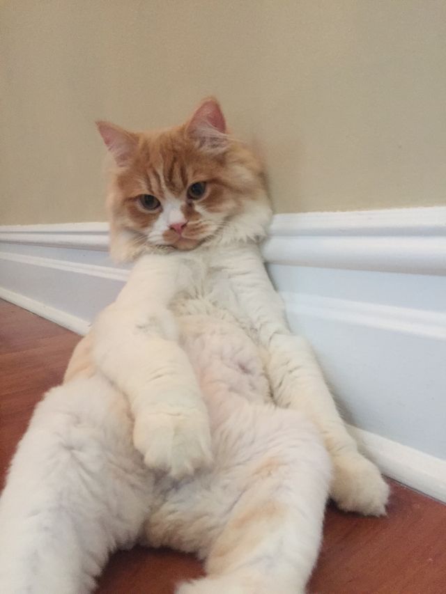 What. . Lion cut sitting 
