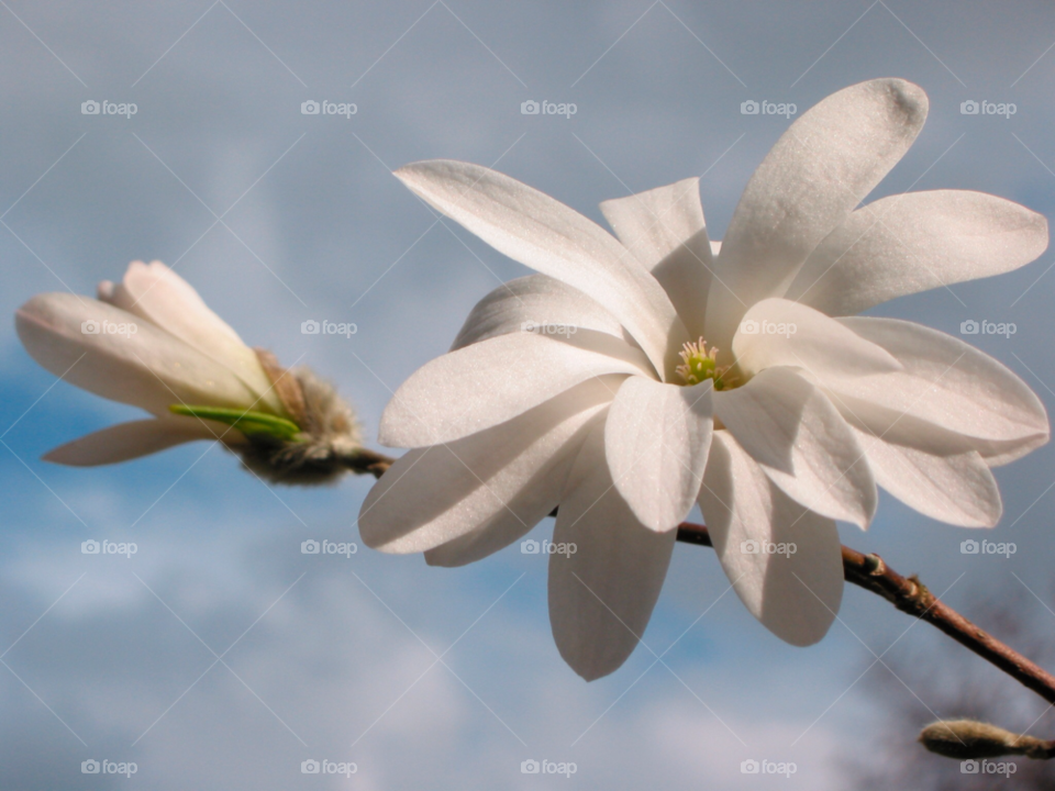 spring flower white blossom by mparratt