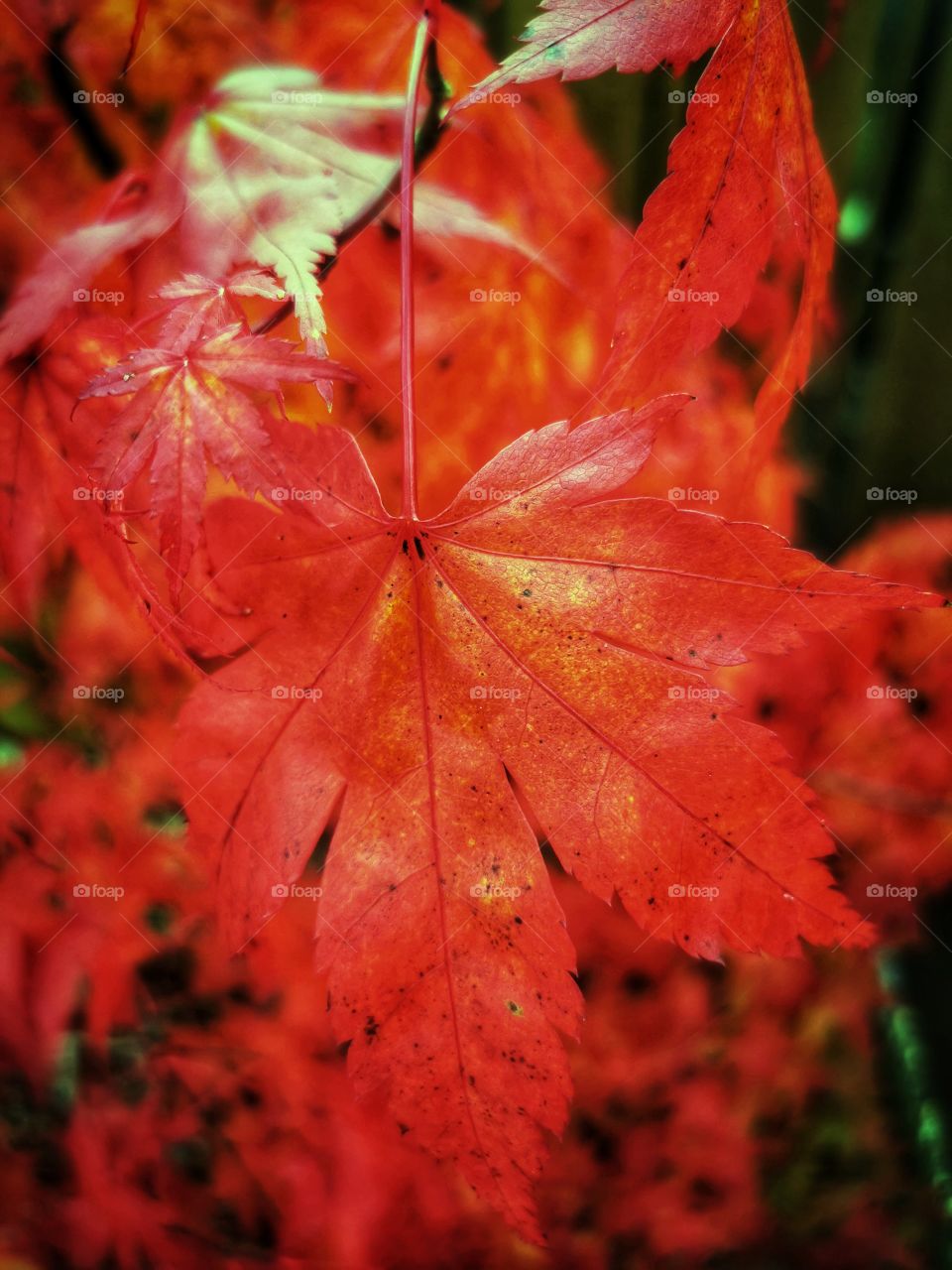 Japanese Acer