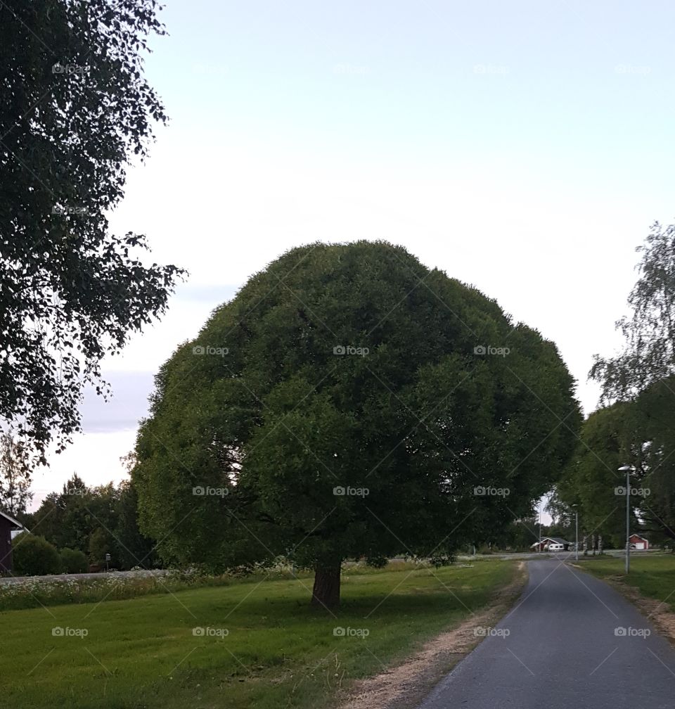 gigantiskt träd