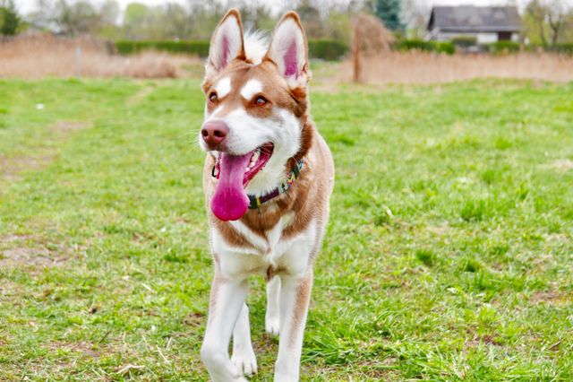 Indi the dog 
