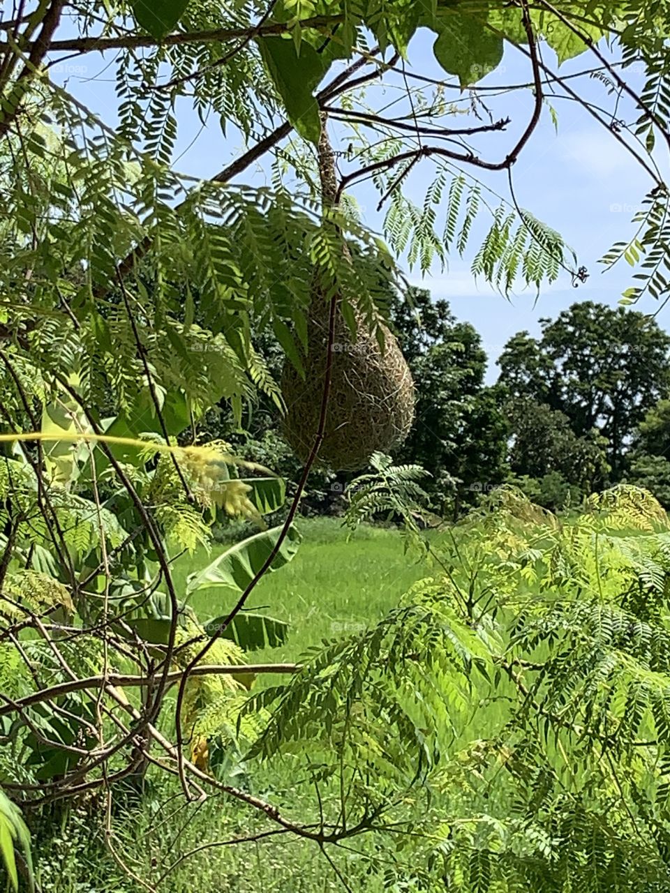 The stories of the nature,my garden (Thailand)