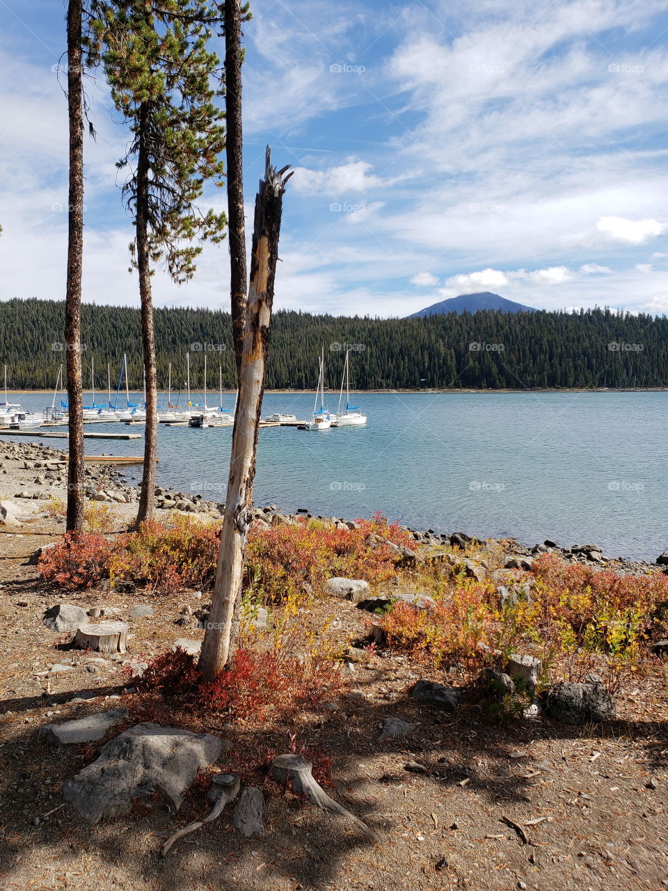 Brilliant fall colors of a landscape on the shores of Elk Lake in Oregon’s Cascade Mountains