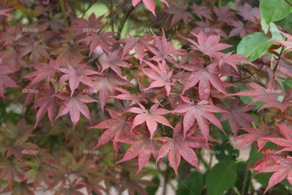 Japanese maple