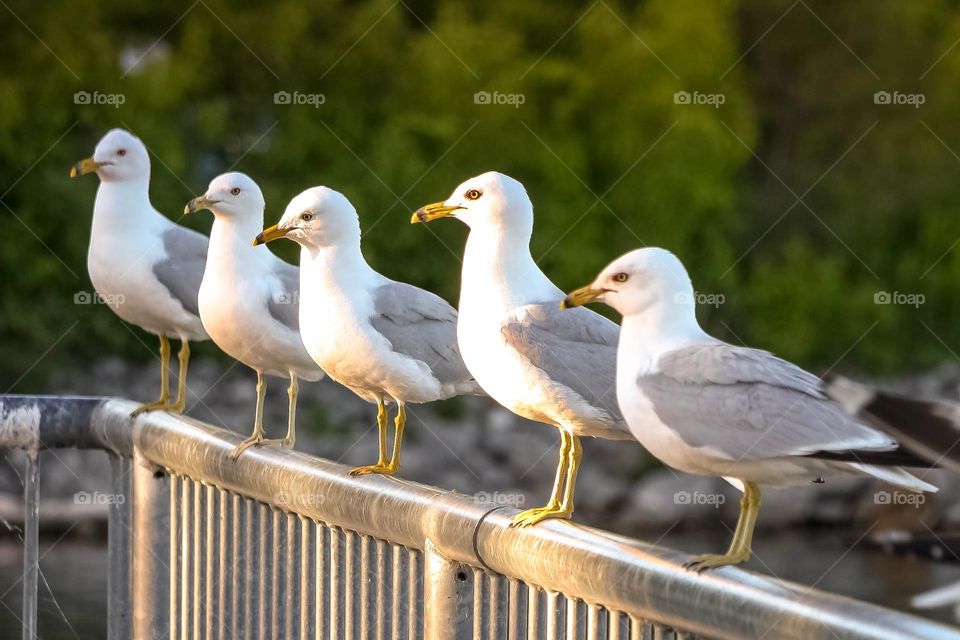 Five sea gulls are sitting in a row on a fence