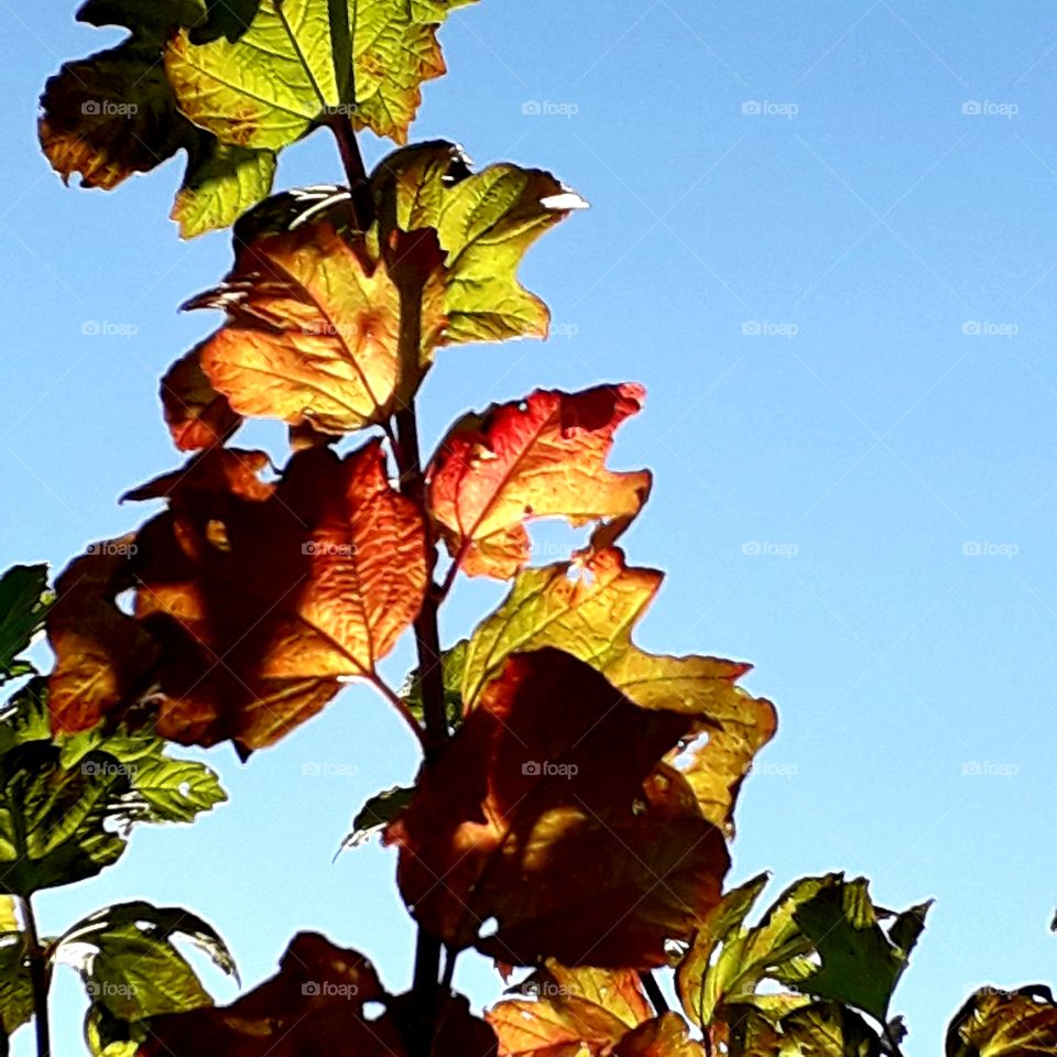 sunlit autumn coloured leaves of viburnum  against blue sky