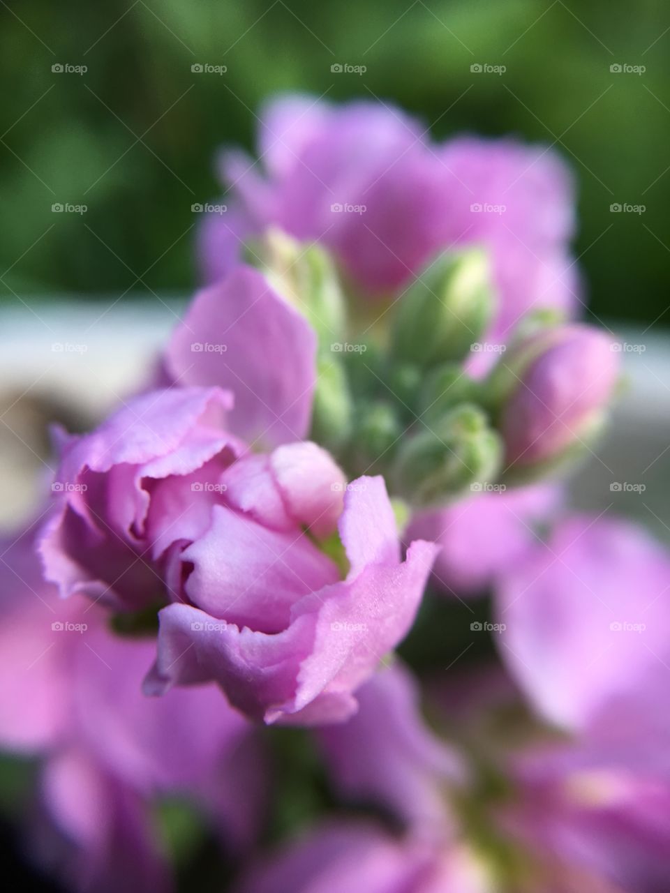 Pink blossom closeup