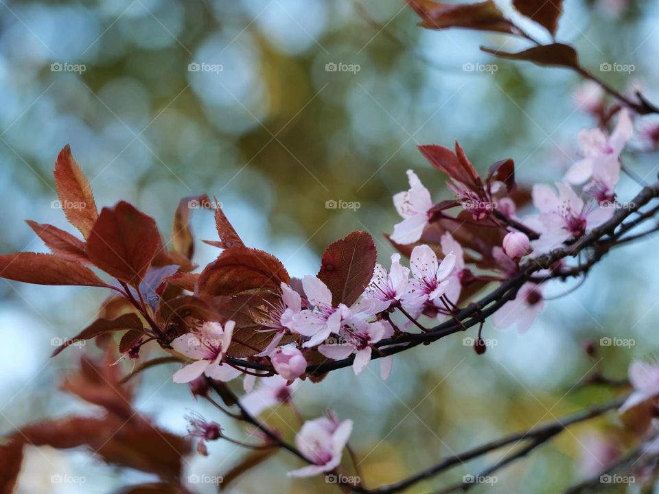 Beautiful blossoms