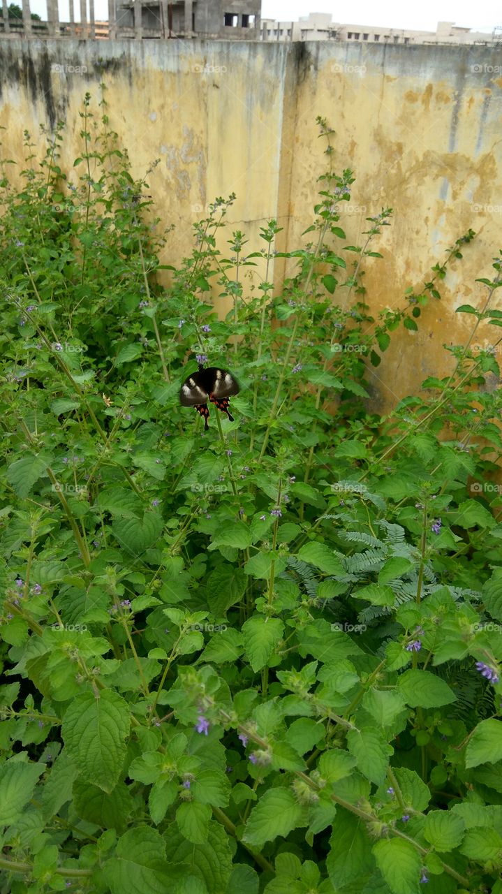 Black colour Butterfly searching little flowers for honey