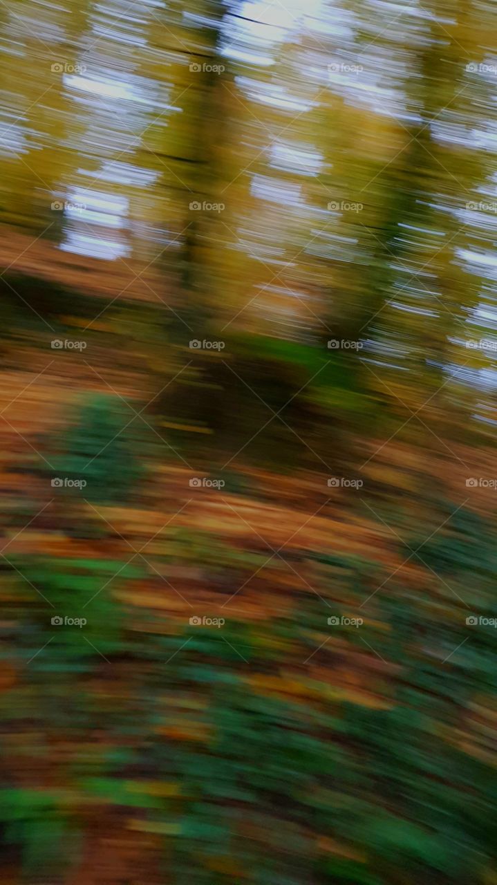 Forest  blur