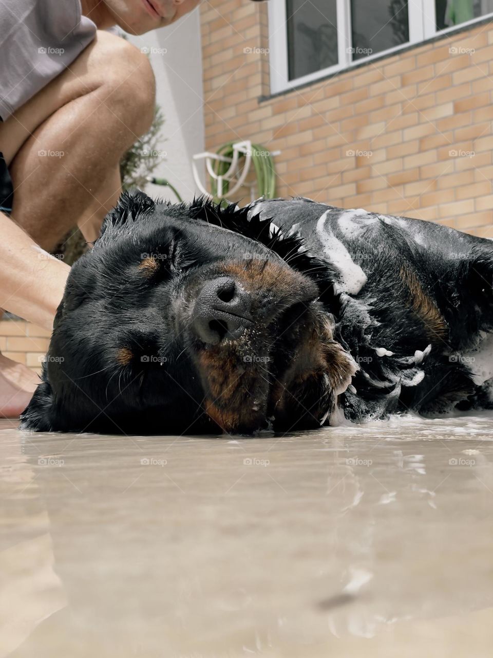 Refreshing bath in the Rottweiler on a hot day