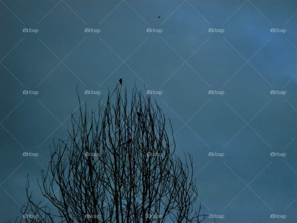 birds