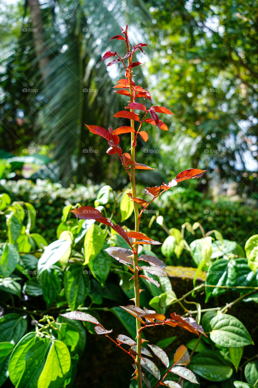 Portraits of a plant 