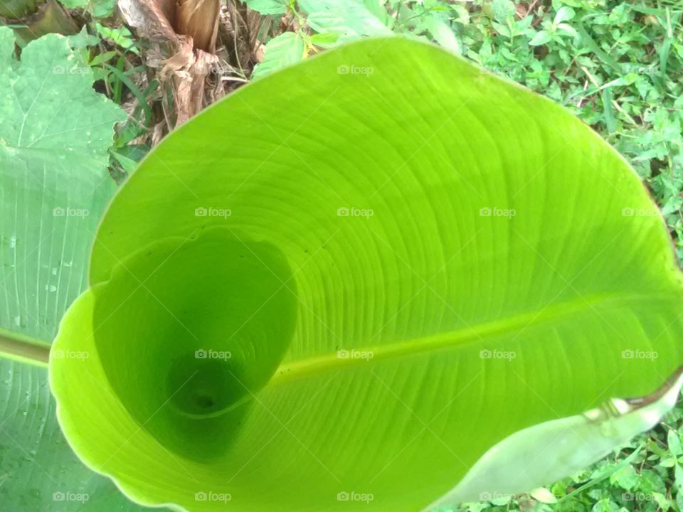 The leaf of the banana.