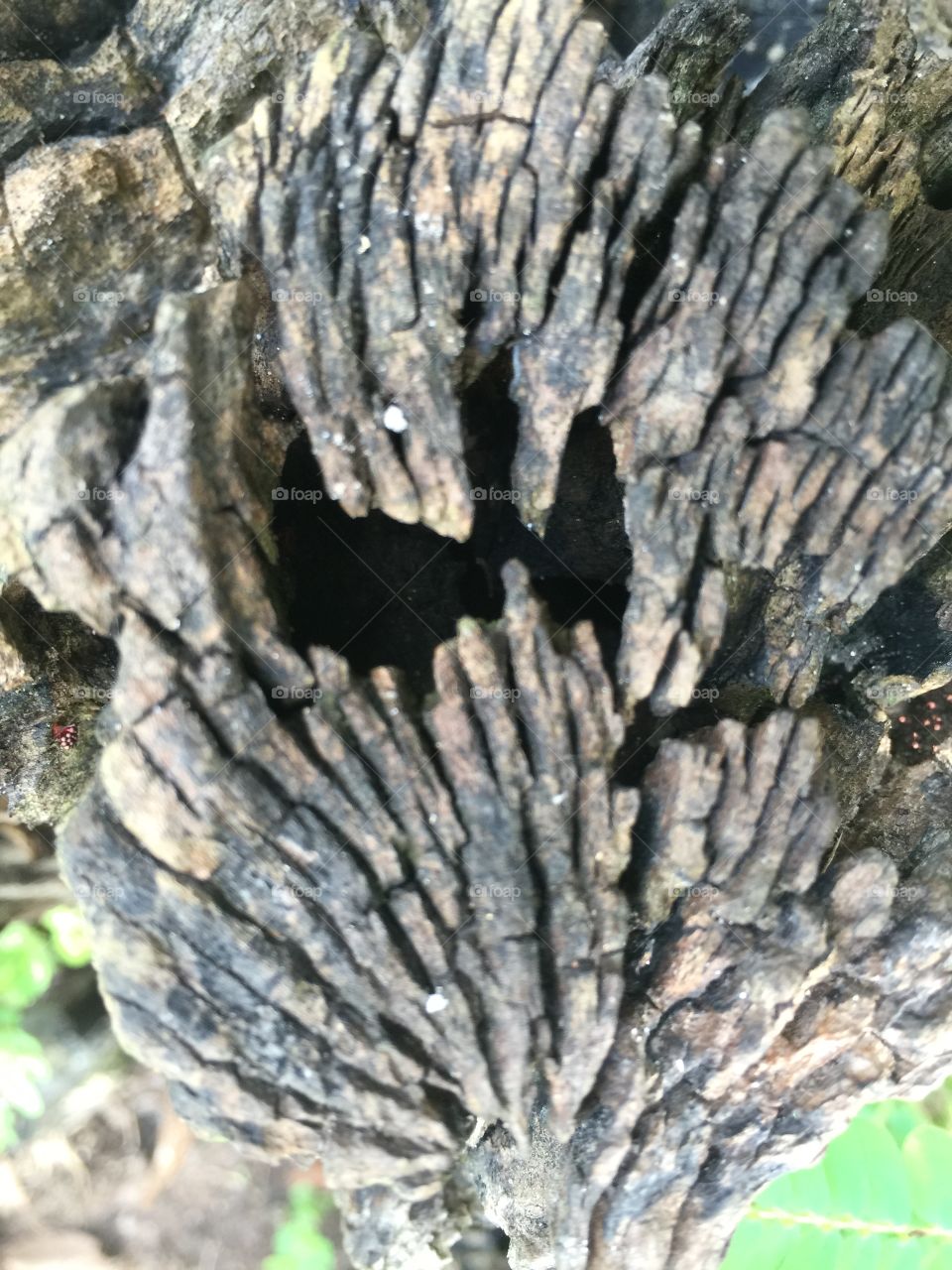 Rotten tree stump in the woods looks like a scary face