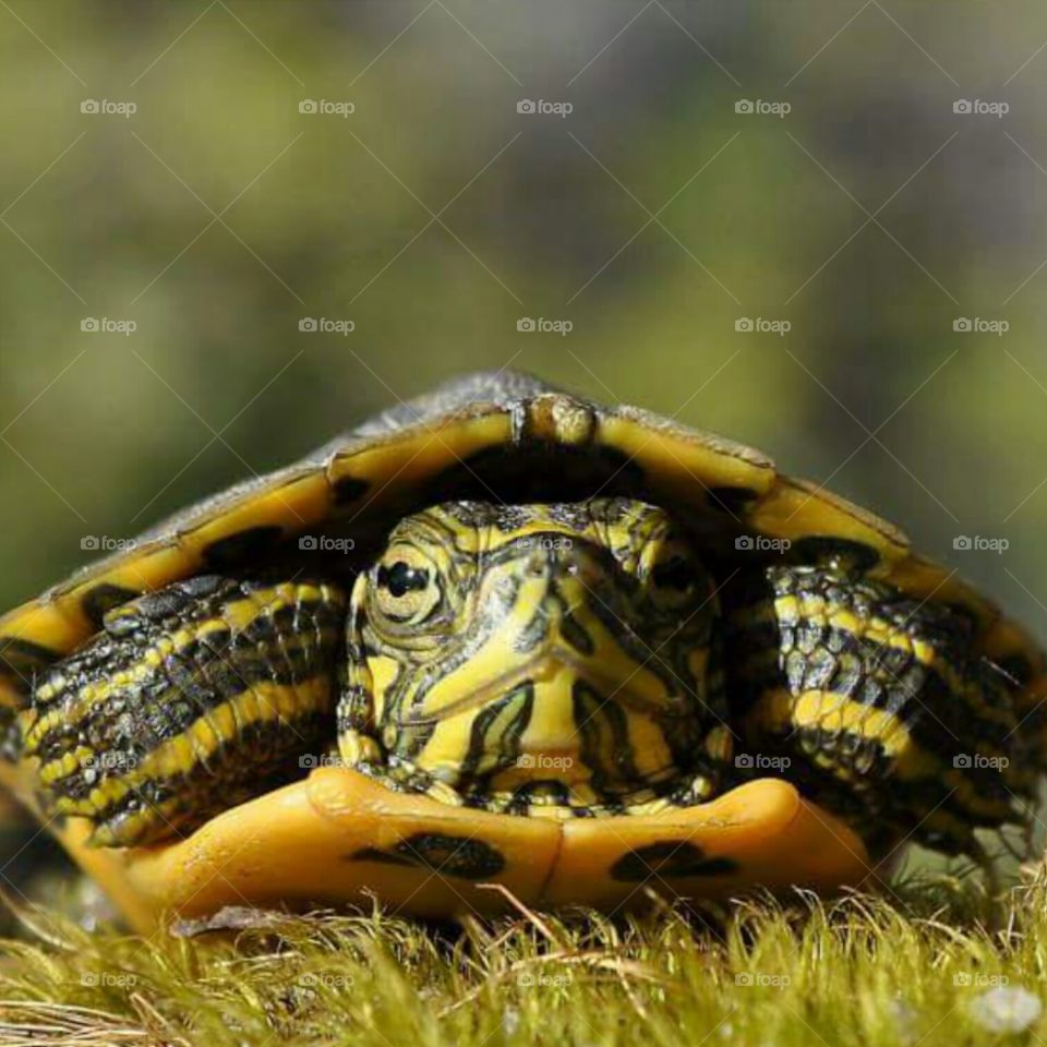 Turtle