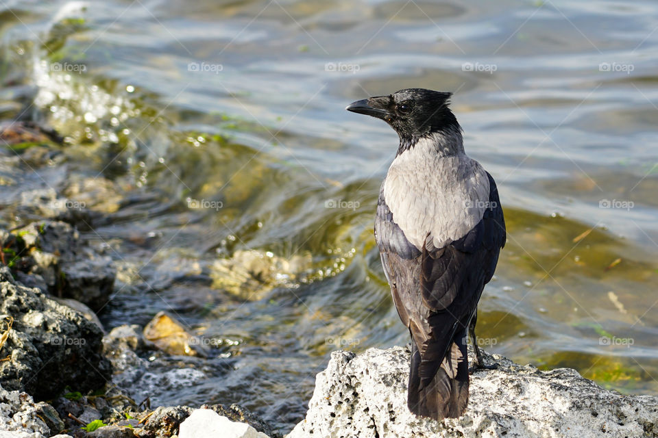 attractive gray crow sits on the shore of the lake