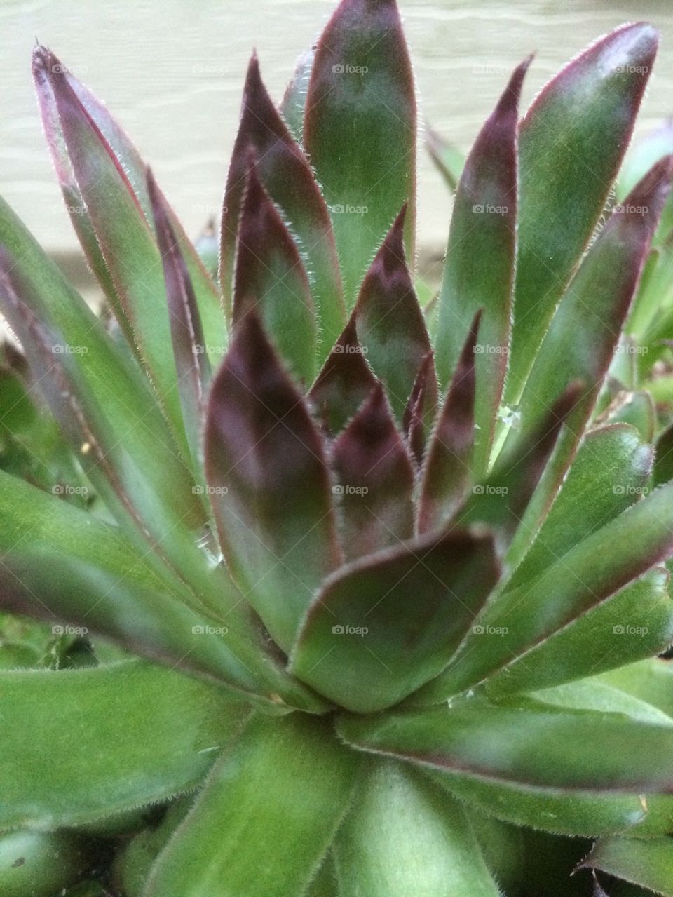 Succulent 