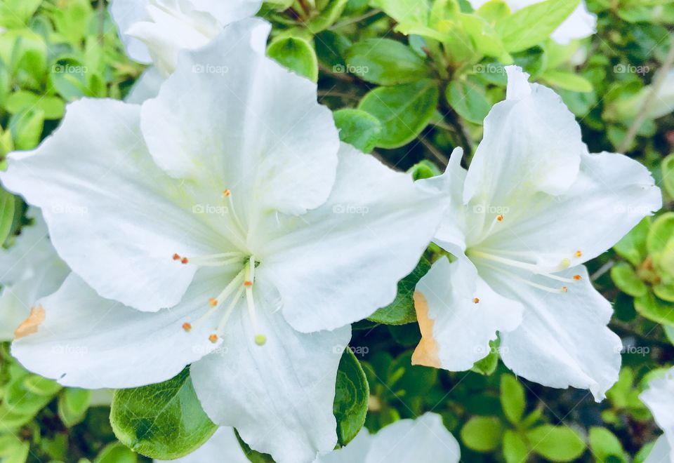 White azalea in bloom Oregon